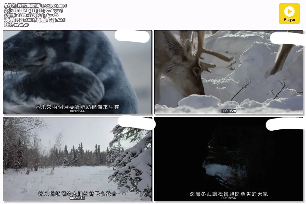 野性加國四季 EP04(FIX).mp4.webp