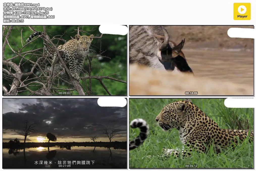 捕魚豹 EP01.mp4.webp