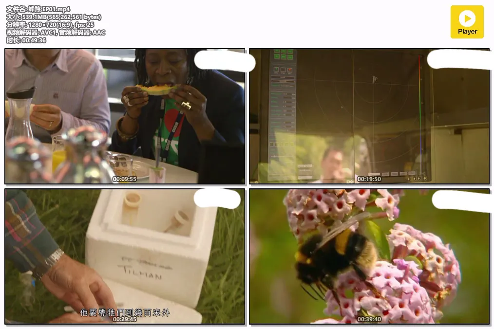 蜂煞 EP01.mp4.webp