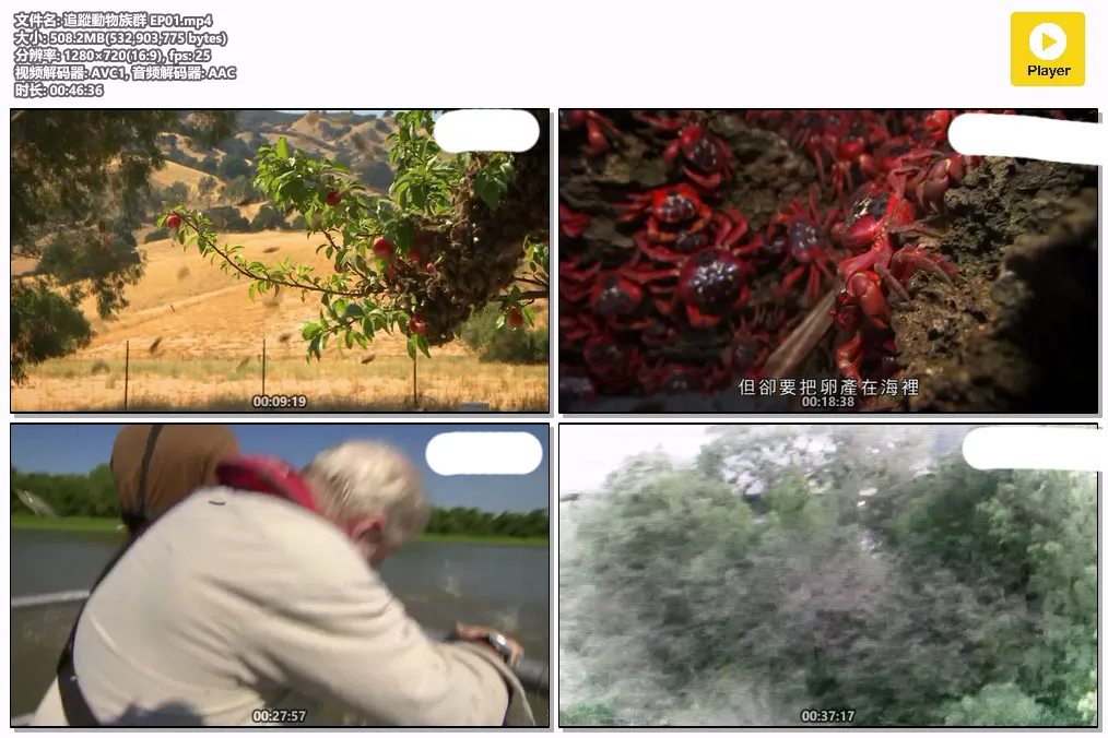 追蹤動物族群 EP01.mp4.webp