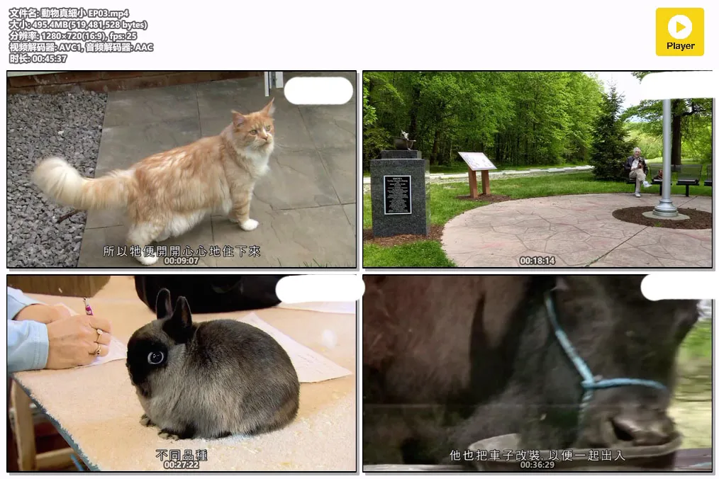 動物真細小 EP03.mp4.webp