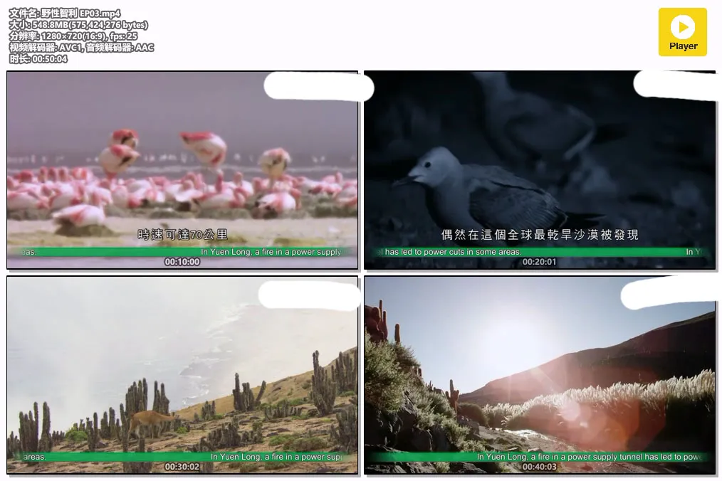 野性智利 EP03.mp4.webp